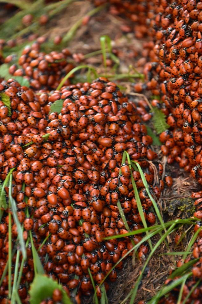 Infestations of Red Lady Bugs Crawling in the Wild photo