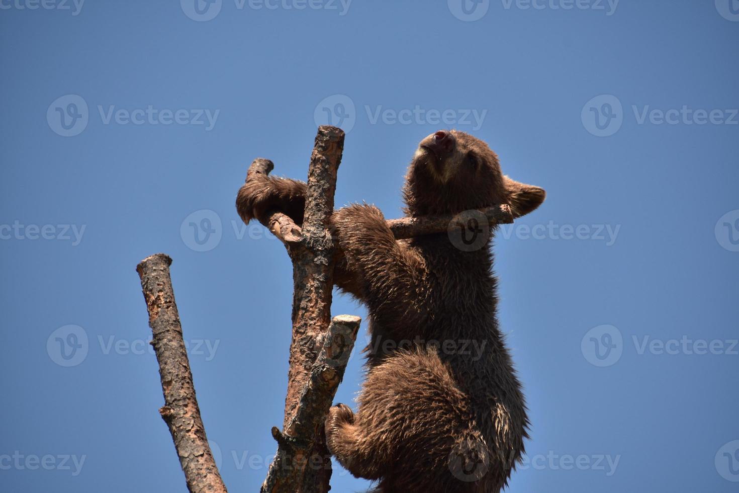 Black Bear Cub Looking Over the Top of a Branch photo