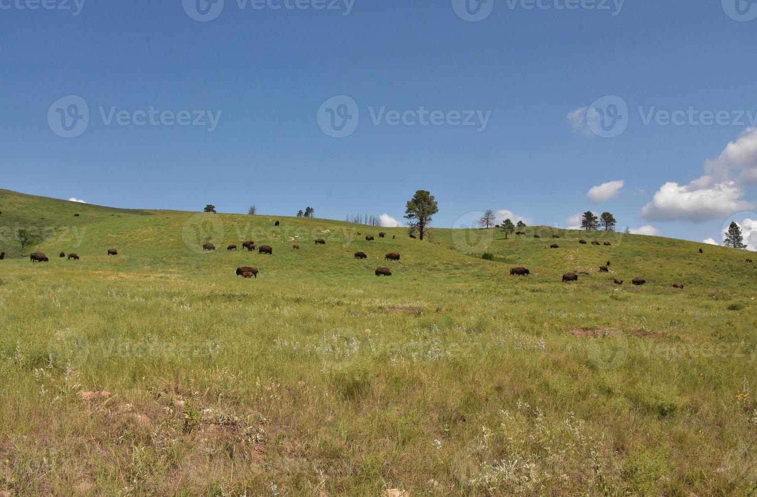 paisaje de verano con una manada de bisontes pastando foto