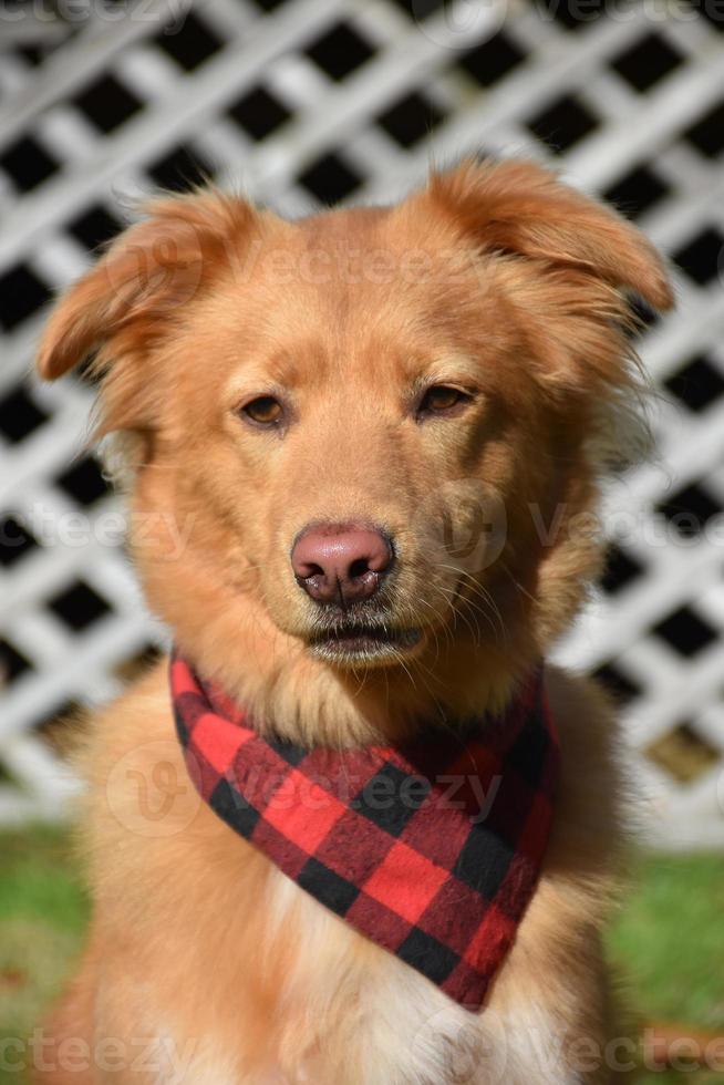 Yarmouth Toller Dog Wearing a Plaid Bandana photo