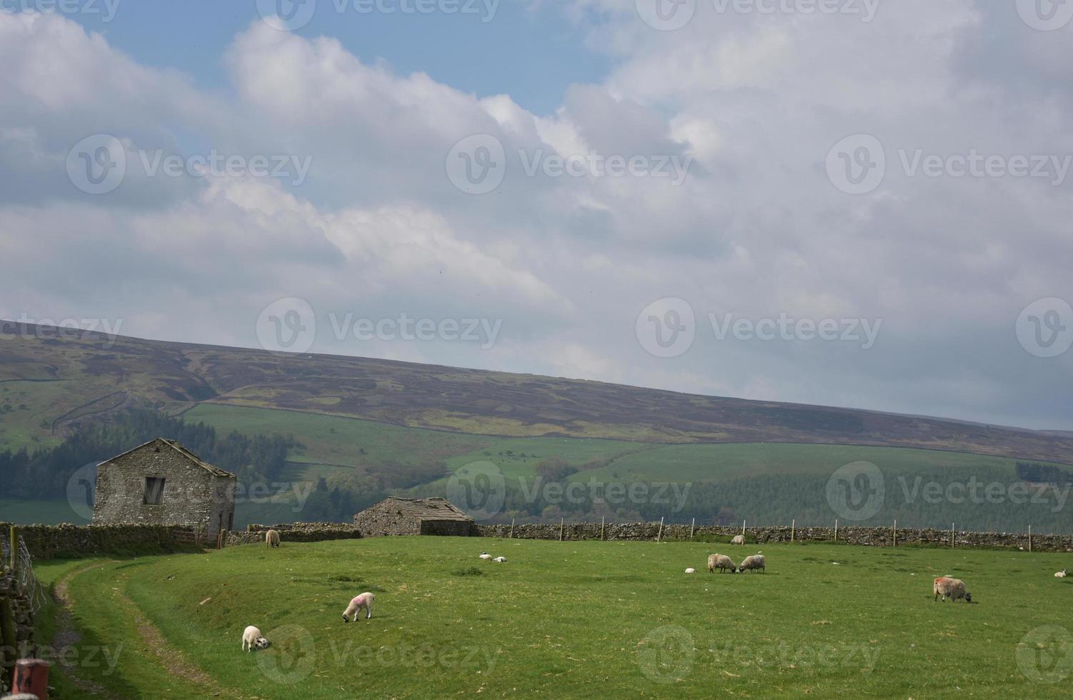 Grazing Sheep in a Large Grass Pasture photo