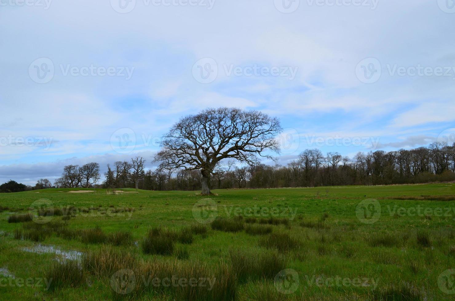 Golf Course with a Lone Tree on the Green photo