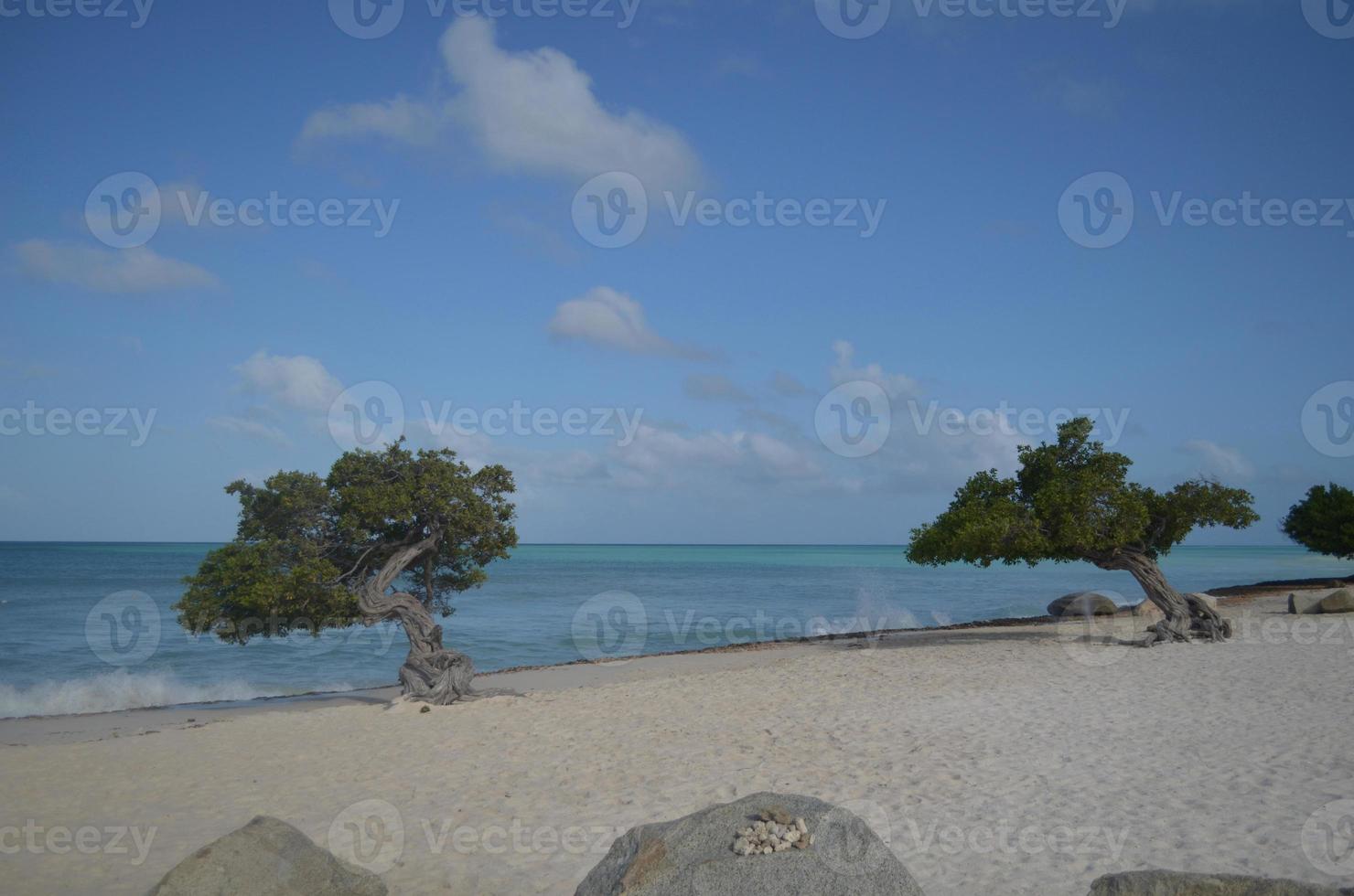 par de árboles divi divi con olas rompiendo foto