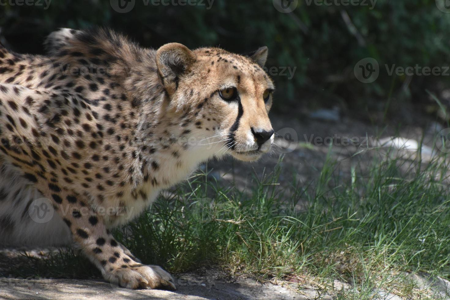 Beautiful Crouching Cheetah with a Sleek Spotted Coat photo
