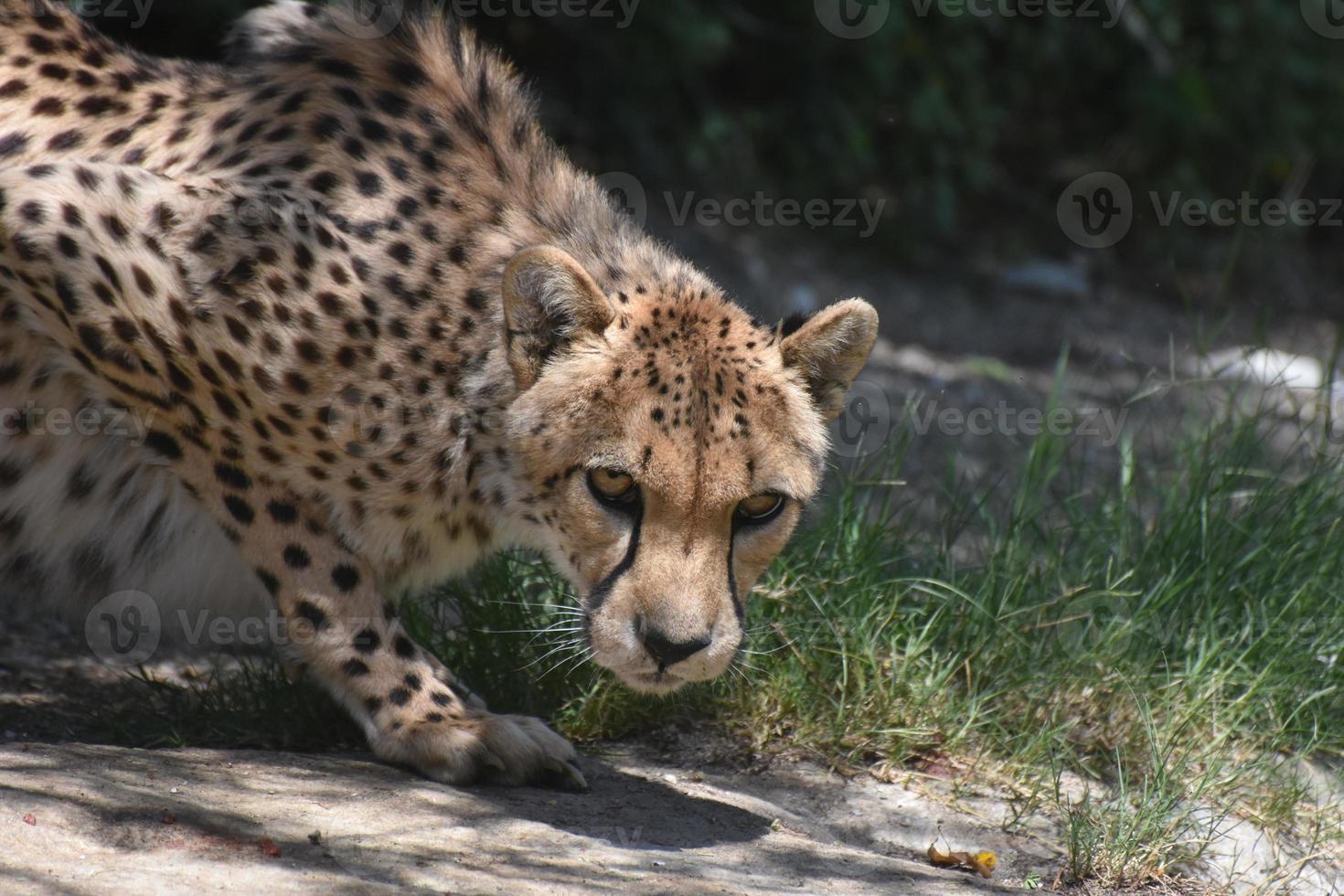 gato guepardo manchado en cuclillas sobre una roca foto