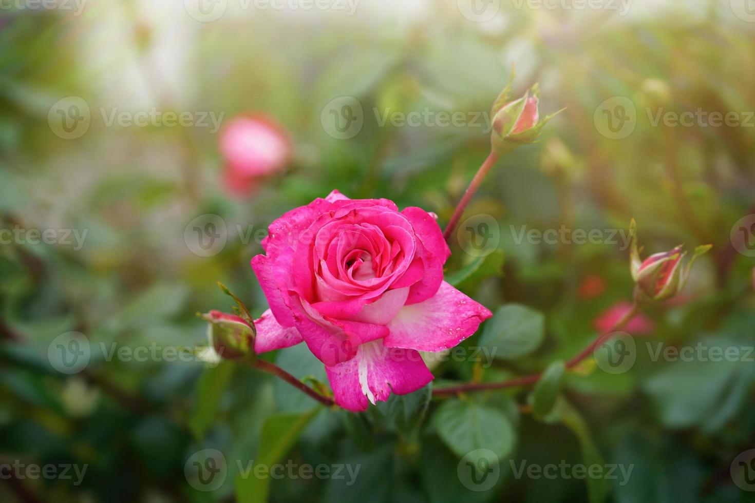 Close-up of a pink rose on a dark green background. High quality photo