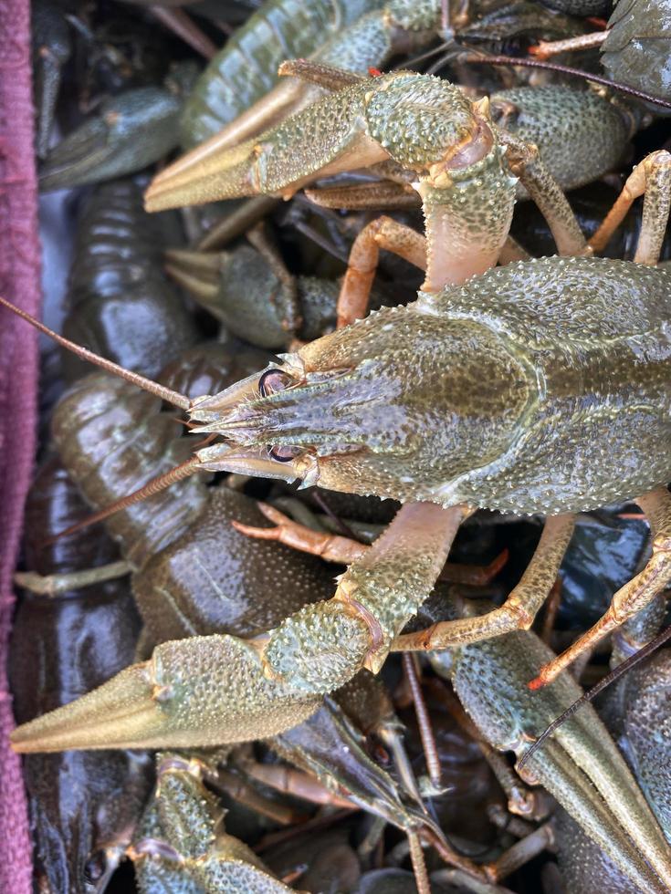 Natural background of live crayfish photo