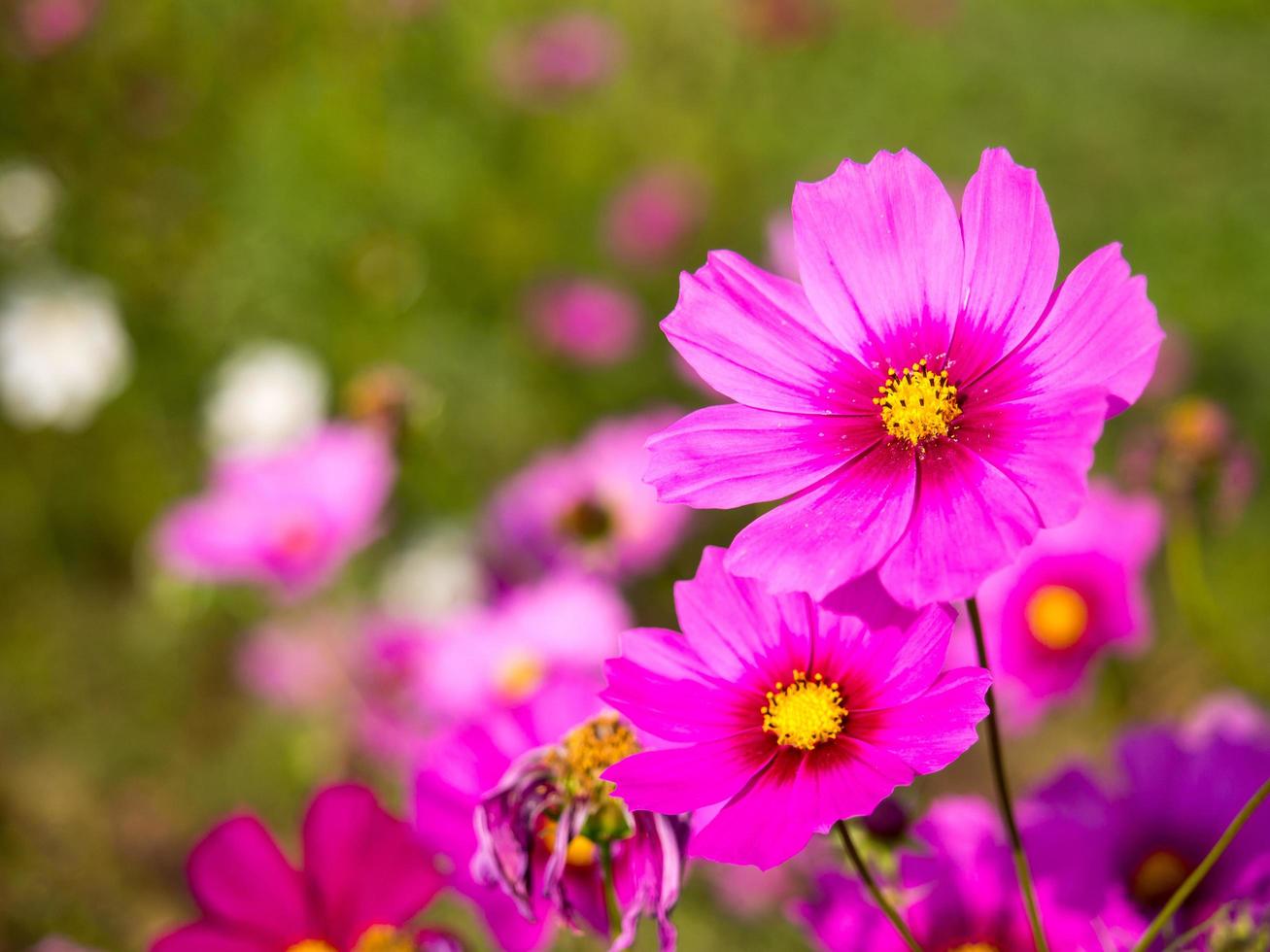 Pink moss flowers under cloudy blue sky photo