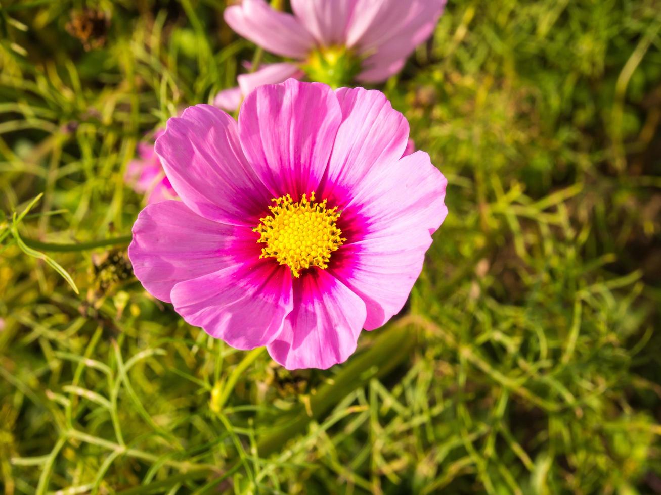 Pink moss flowers under cloudy blue sky photo
