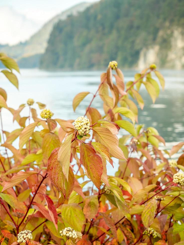 Autumn leaves near lake in Germany photo