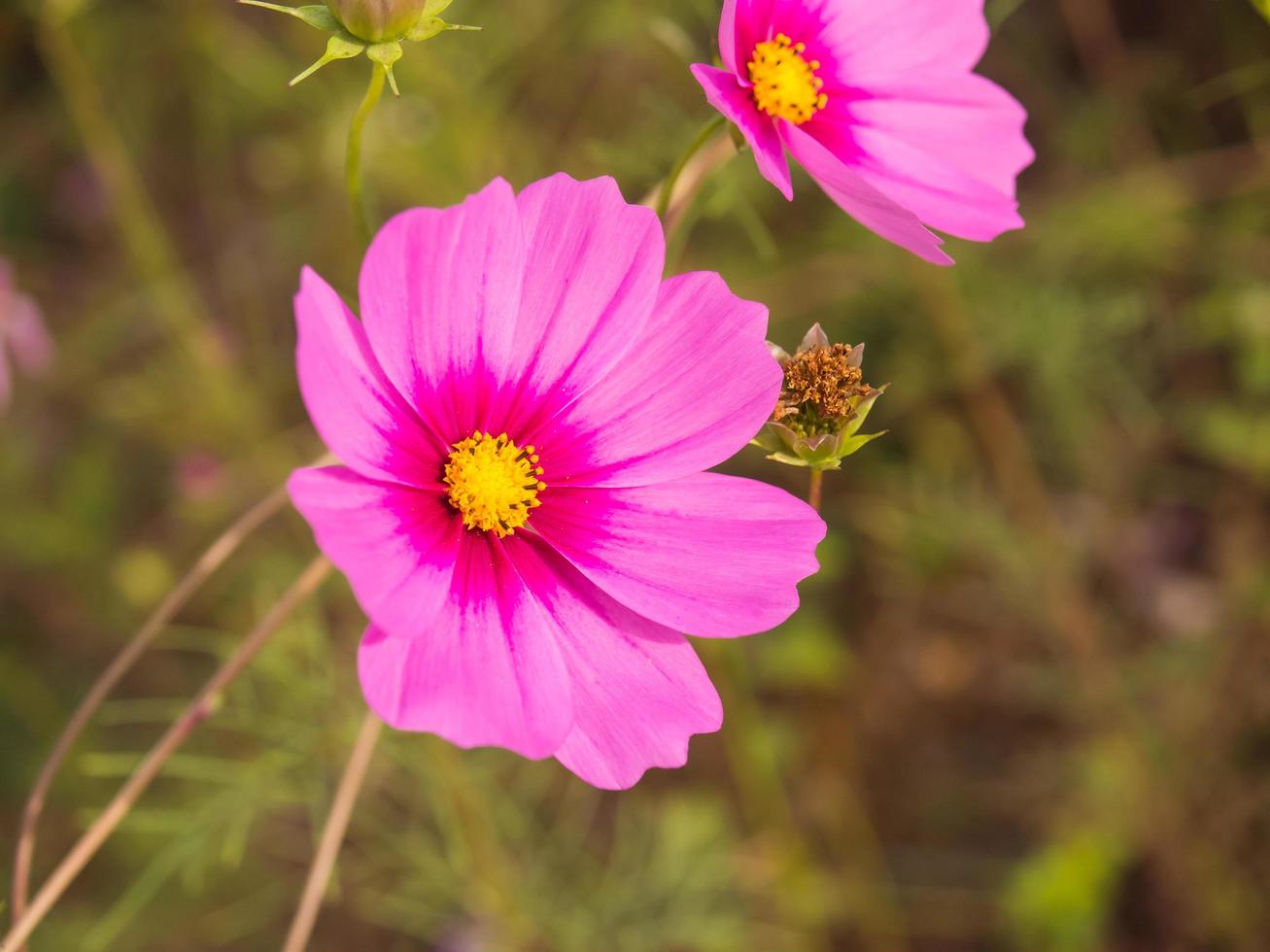 Pink moss flowers under cloudy blue sky photo