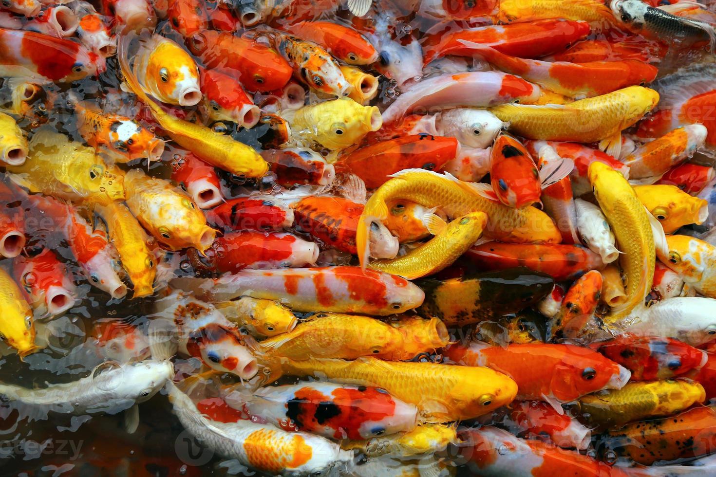 Koi fishes swim on the pond. Many of colorful Carp fishes background. photo