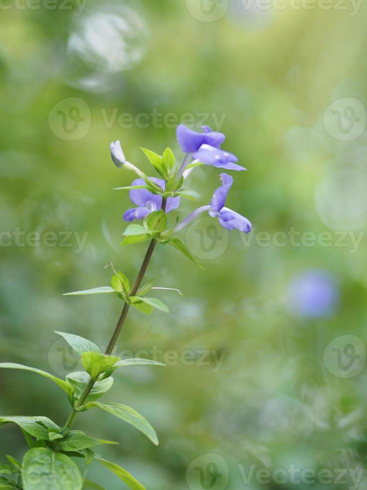 Purple flower on blurred of nature background photo