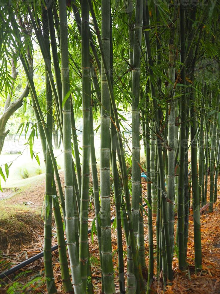 bamboo fresh green leaves in garden nature background photo