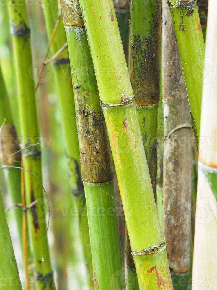 bamboo fresh green leaves in garden nature background photo