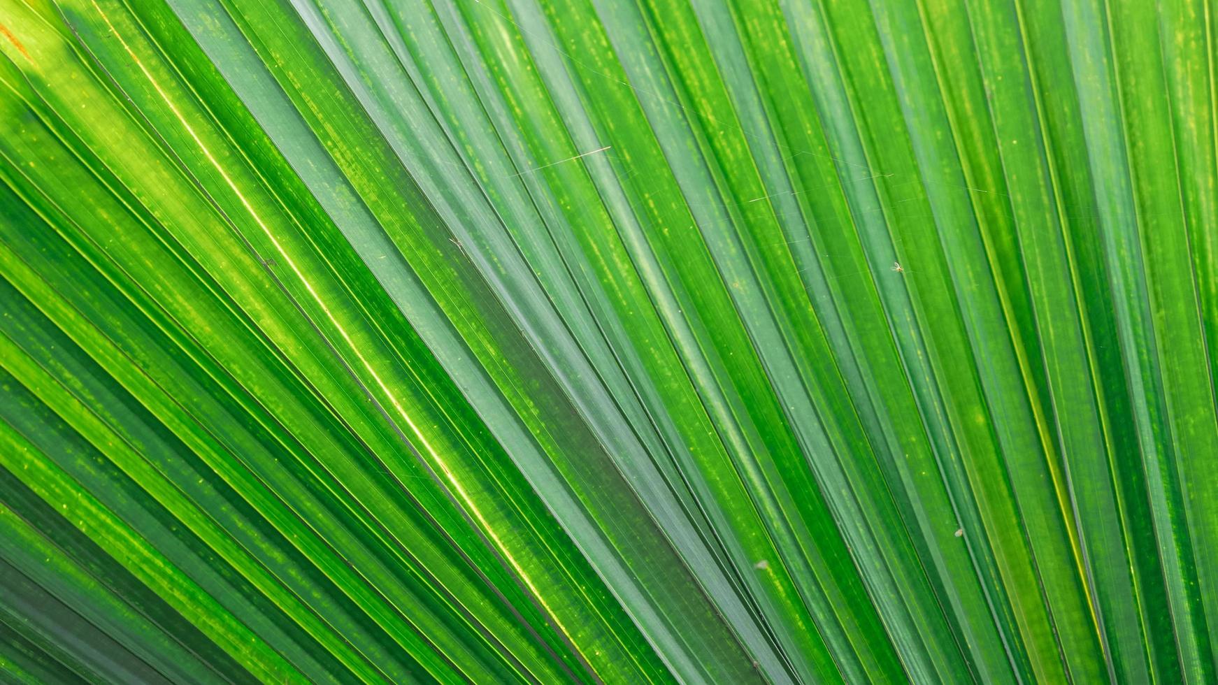 close up of green palm leaf photo