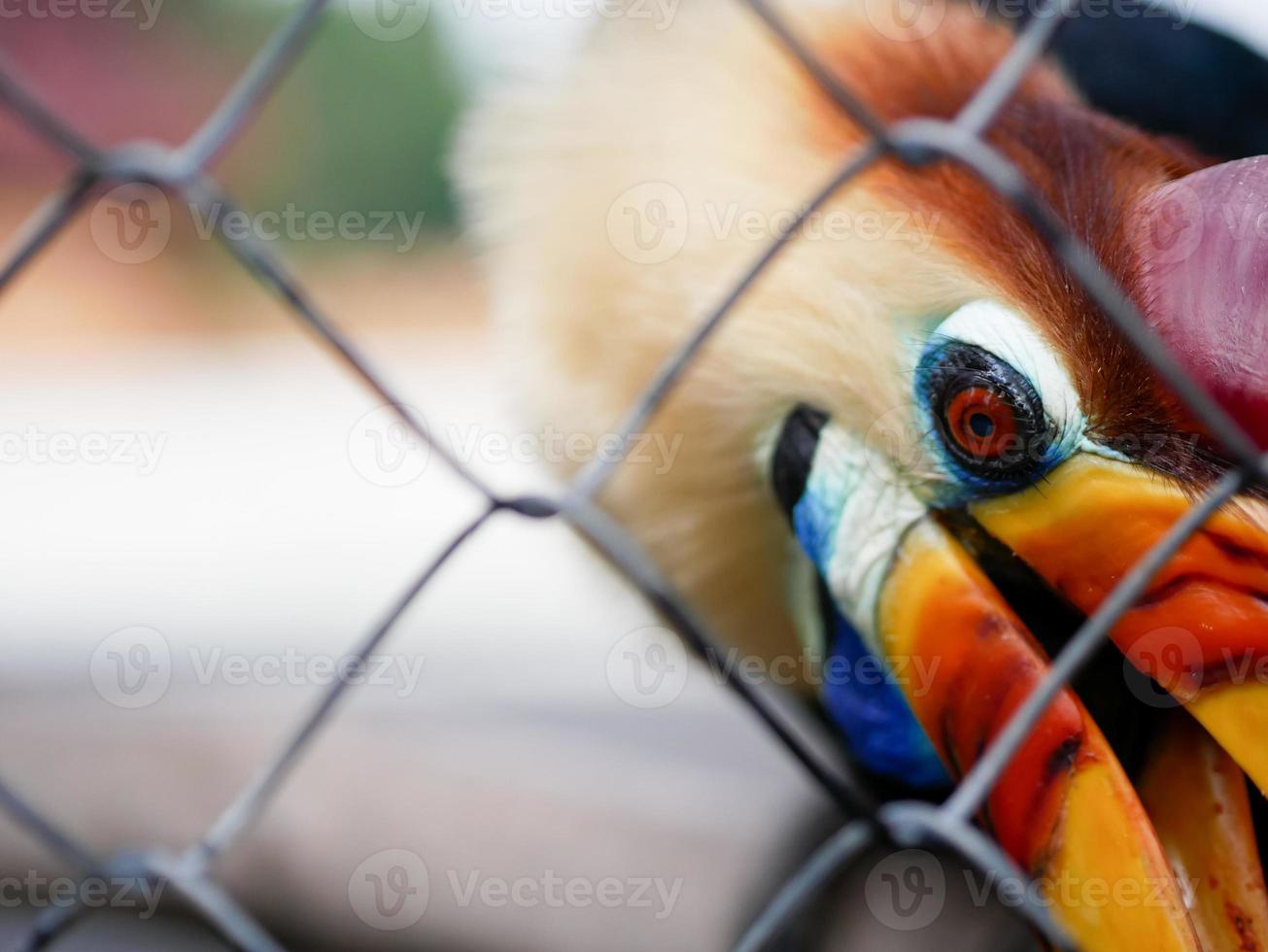 The knobbed hornbill or Rhyticeros cassidix, also known as Sulawesi wrinkled hornbill, is a colorful hornbill native to Indonesia. photo