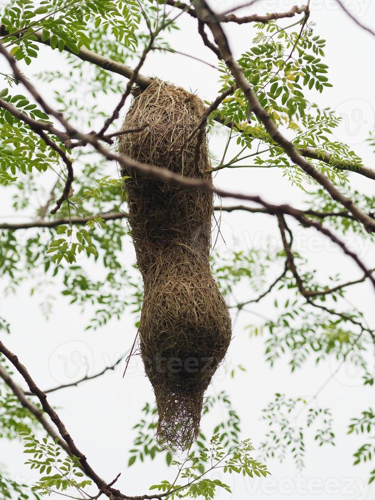 nido de pájaro, tejedor en el árbol nido pájaro tejedor colgar en el fondo de la naturaleza del árbol foto