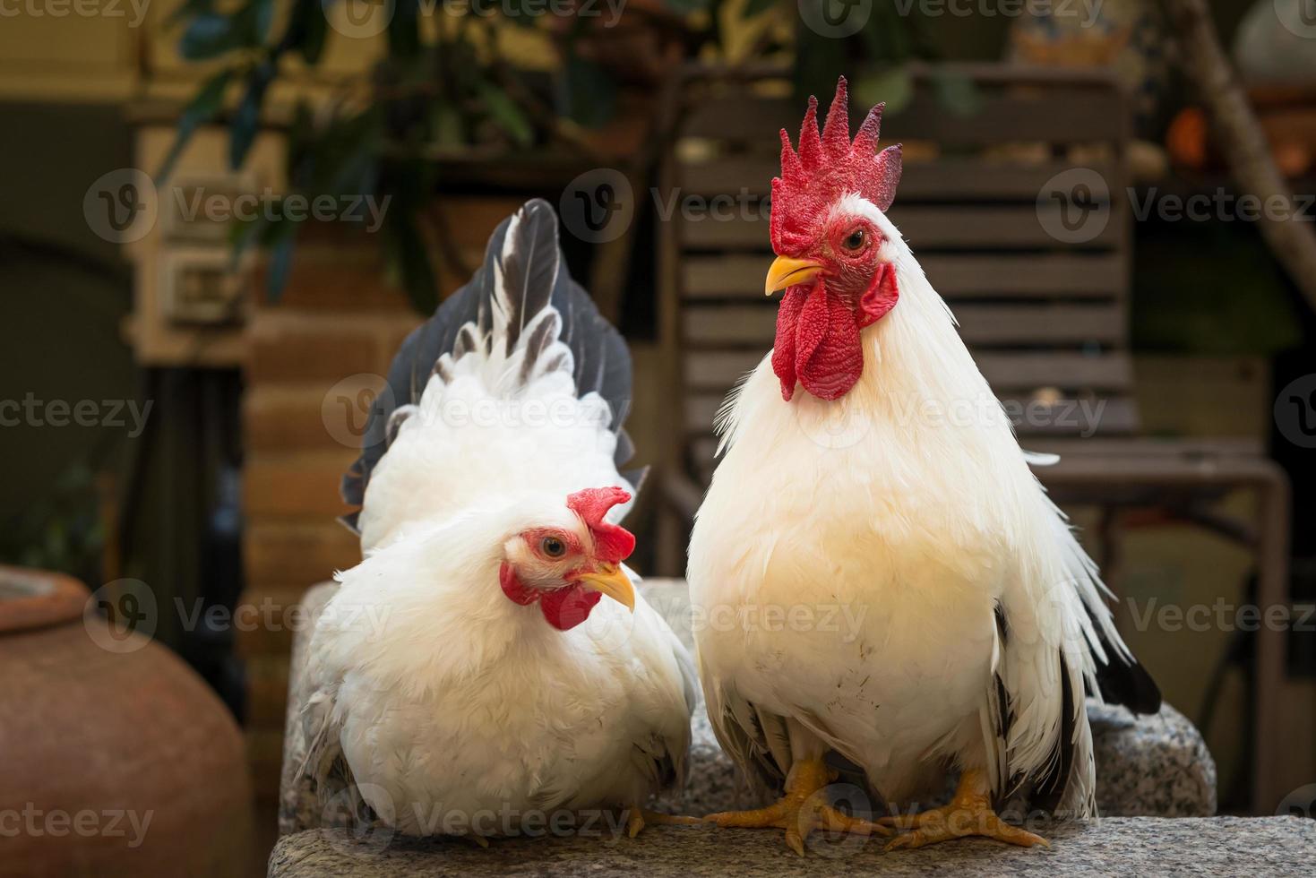 pareja de pollo gallo blanco 9095228 Foto de stock en Vecteezy