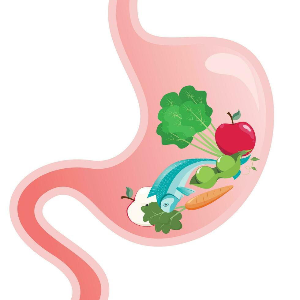 ilustración vectorial de dibujos animados de un estómago lleno de alimentos saludables vector
