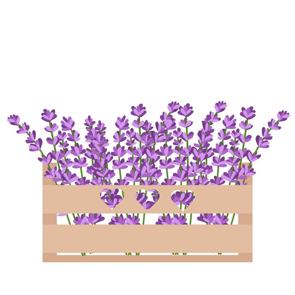 Lavender flowers in a wooden flower box.Vector illustration isolated on white background vector