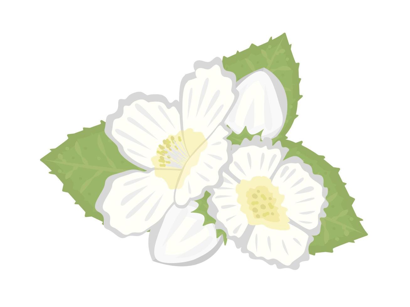 composición de flores de jazmín vector