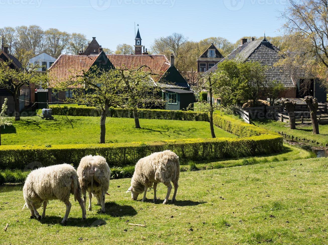 the dutch city of Enkhuizen photo