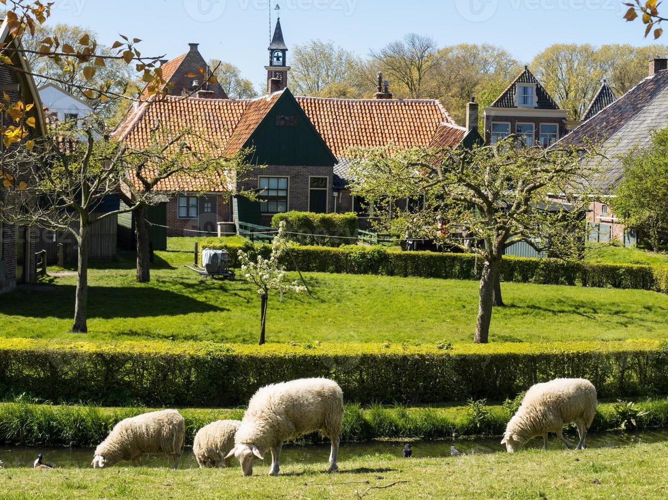 the dutch city Enkhuizen photo