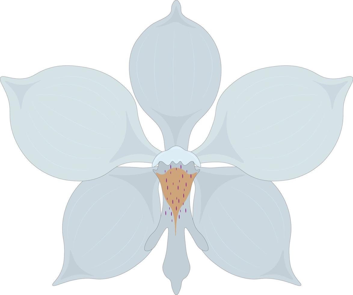 White orchid flower vector illustration