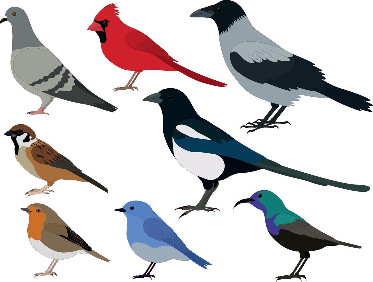 Common birds types collection vector illustration