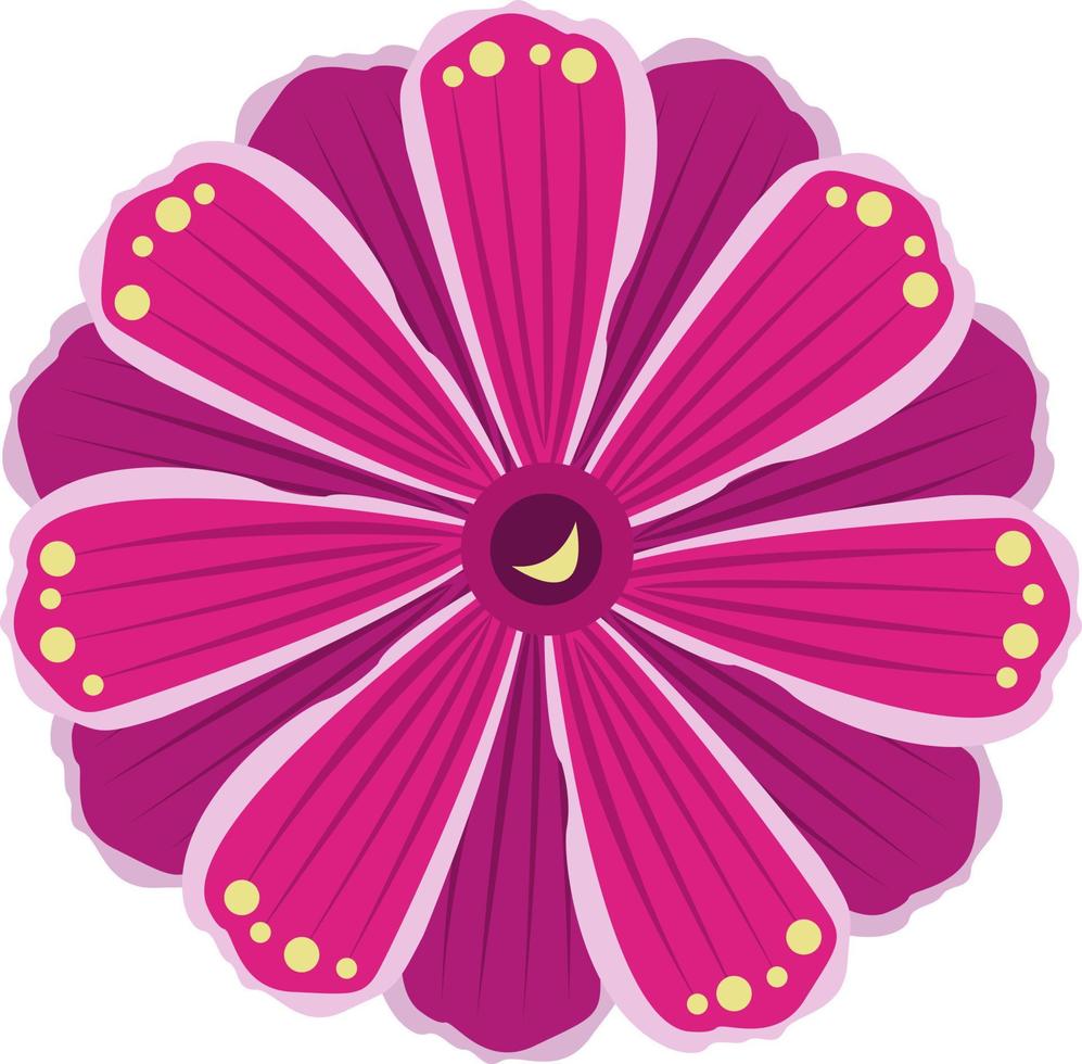 Lewesia flower vector illustration for graphic design and decorative element