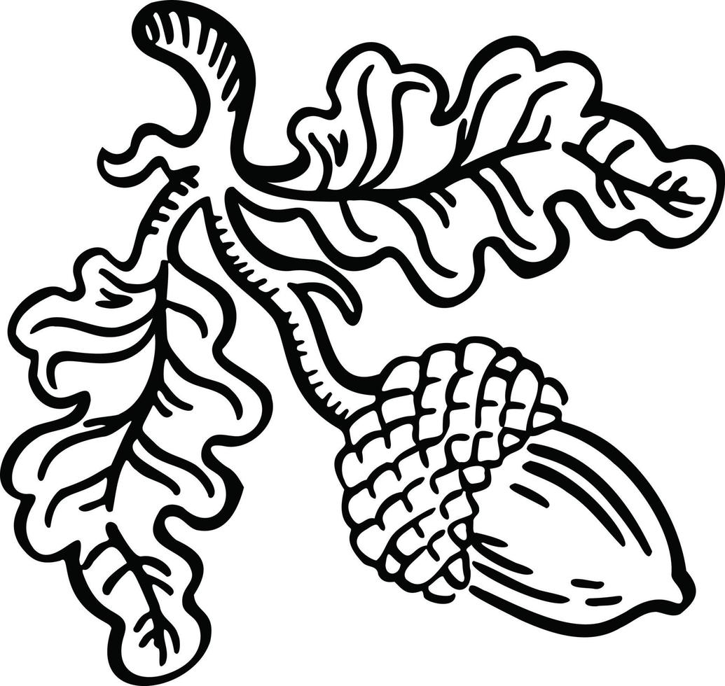 signo lineal en blanco y negro, designación de roble con bellotas, vector de ilustración dibujado a mano