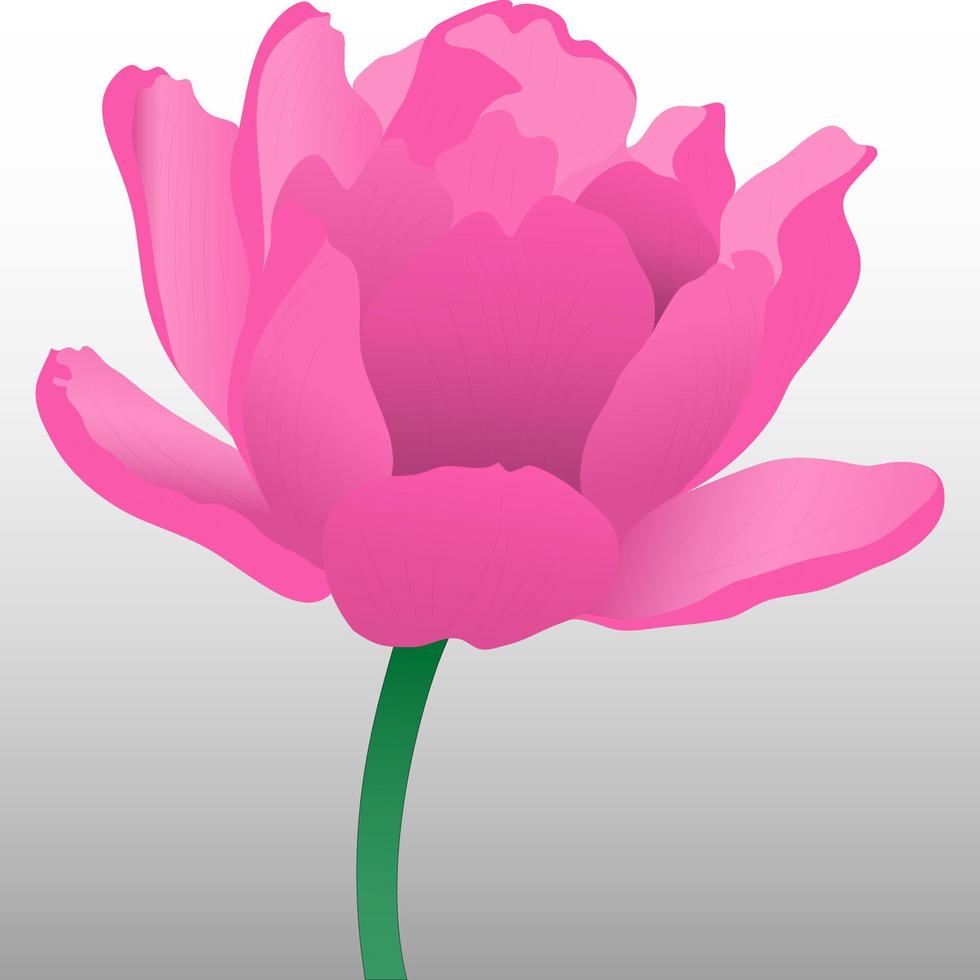 Pink tulips vector isolated on white