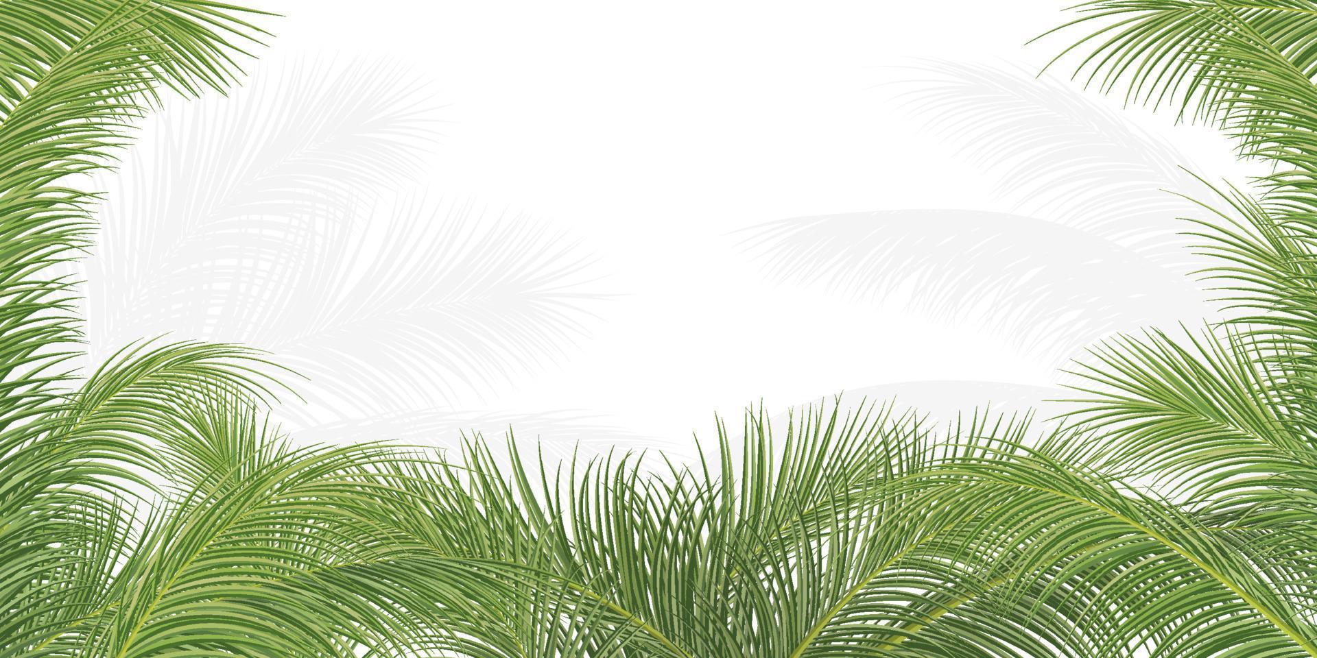 palm branch, coconut leaf, tropical plant vector