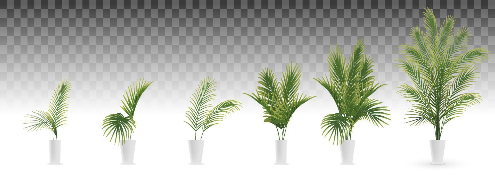 set of palm tree in white vase vector