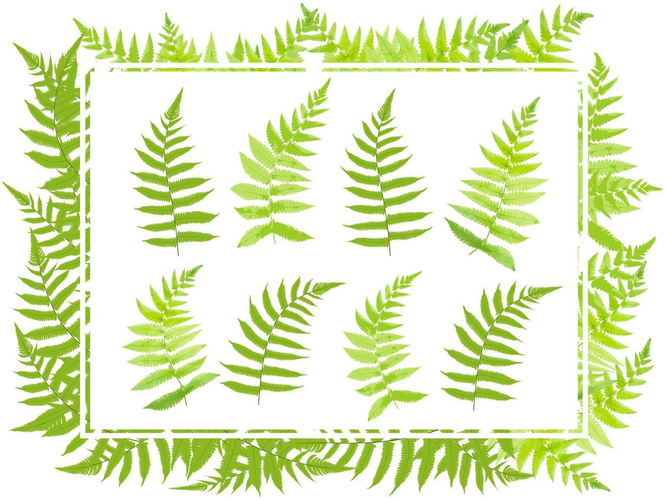 set of fern leaf tropical forest vector