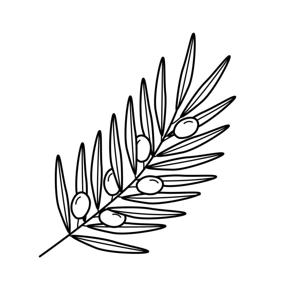 Olive tree twigs and leaves and olive berries. Vector illustration.