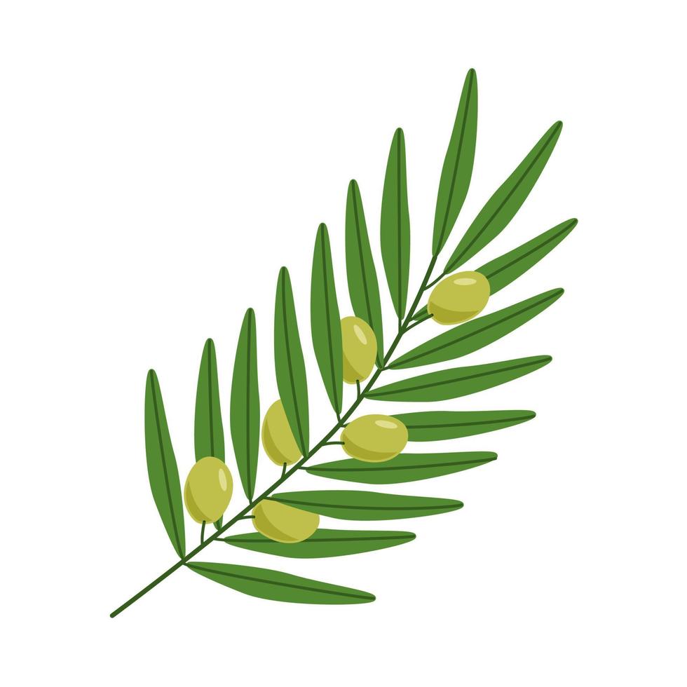 ramas y hojas de olivo y bayas de olivo. ilustración vectorial vector