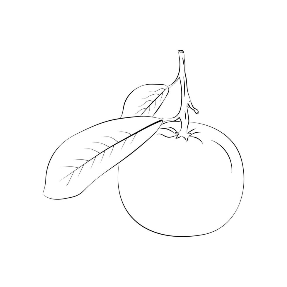 Line art illustration, summer fruit vector illustration for coloring book, Fruits Outline illustration