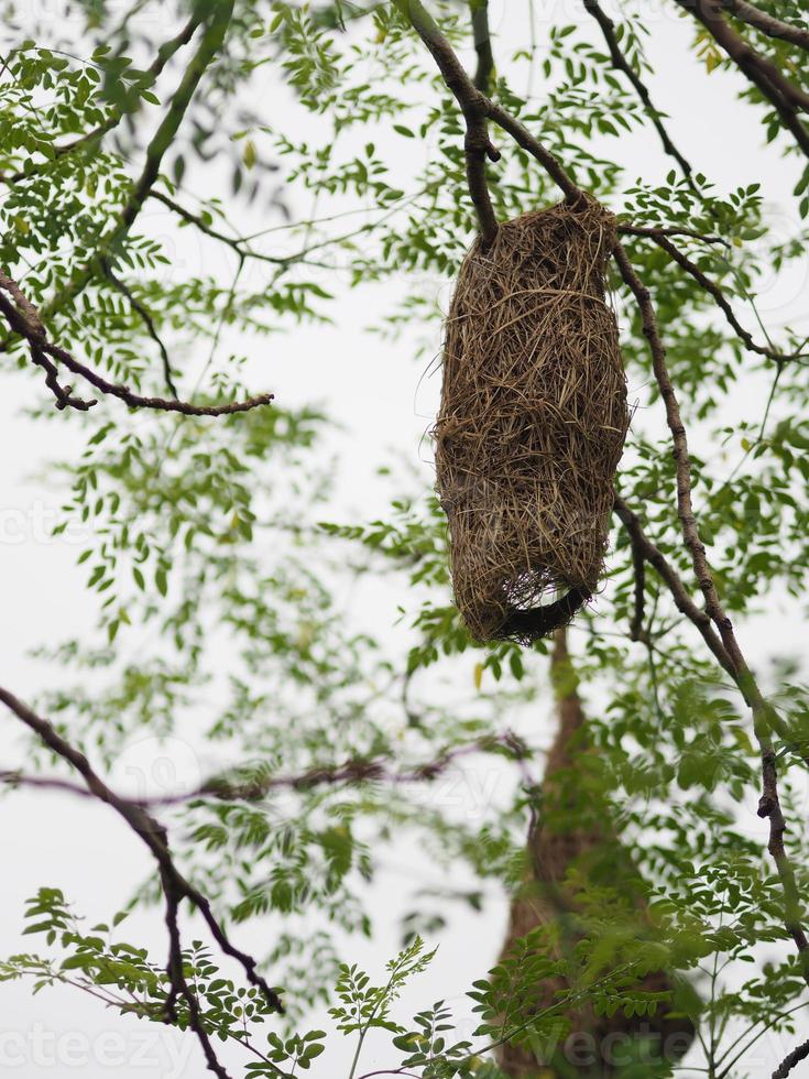 Bird Nest ,Weaver on the tree Nest bird Weaverbird hang on the tree nature background photo