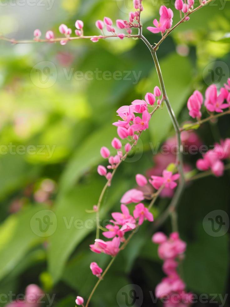 Small pink flowers Antigonon leptopus Hook, Tigon flowers, small ivy, Pink  vine flowers, Mexican creeper, Chain of love, Creeper Flower, Coral vine,  Heart shape, triangle, selective focus, close up 20451997 Stock Photo