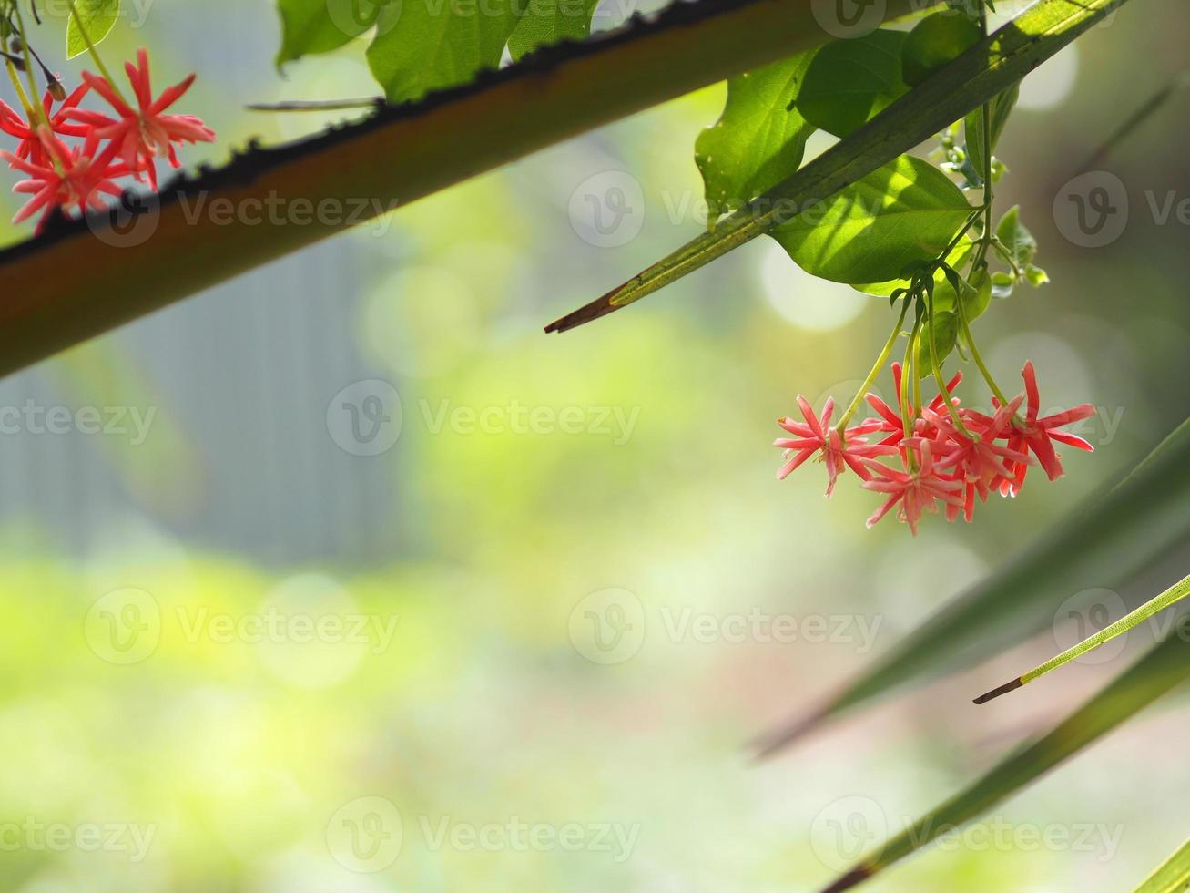 Rangoon creeper name flower The flower looks like long tube At the end of the flower is separated into five petals with red white or pink photo