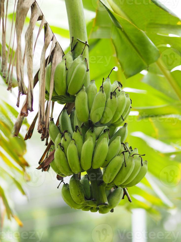 Cultivated banana green fruit Pisang Awak Cultivated banana, Dwarf Namwah Ducasse favourite dessert cultivar grown Banana blossom and results flower fruit on tree in garden nature background photo