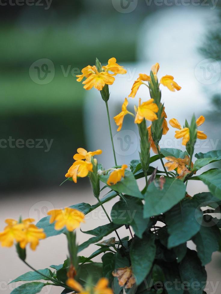 Yellow flower Aphelandra crossandra, Acanthaceae family blooming in garden on blurred nature background photo