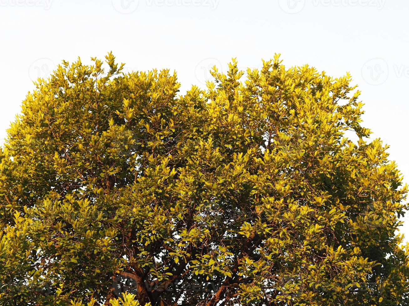 Isolated bush green leave tree outline on white background photo