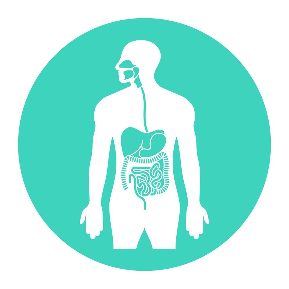 Human alimentary tract or digestive system organs flat vector icon for apps and websites