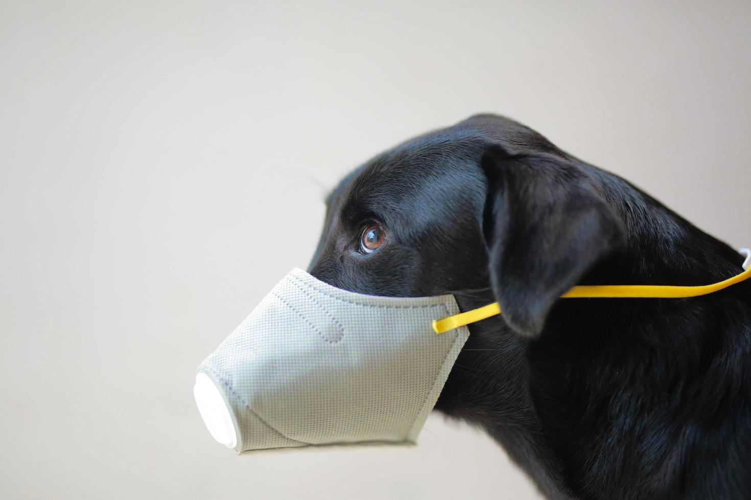 Dog wearing safety especially a mask to protect  dust Pm 2.5 and Corona virus, covid 19  on cute black dog. Concept covid-19 coronavirus pandemic and prevent pets you love. photo