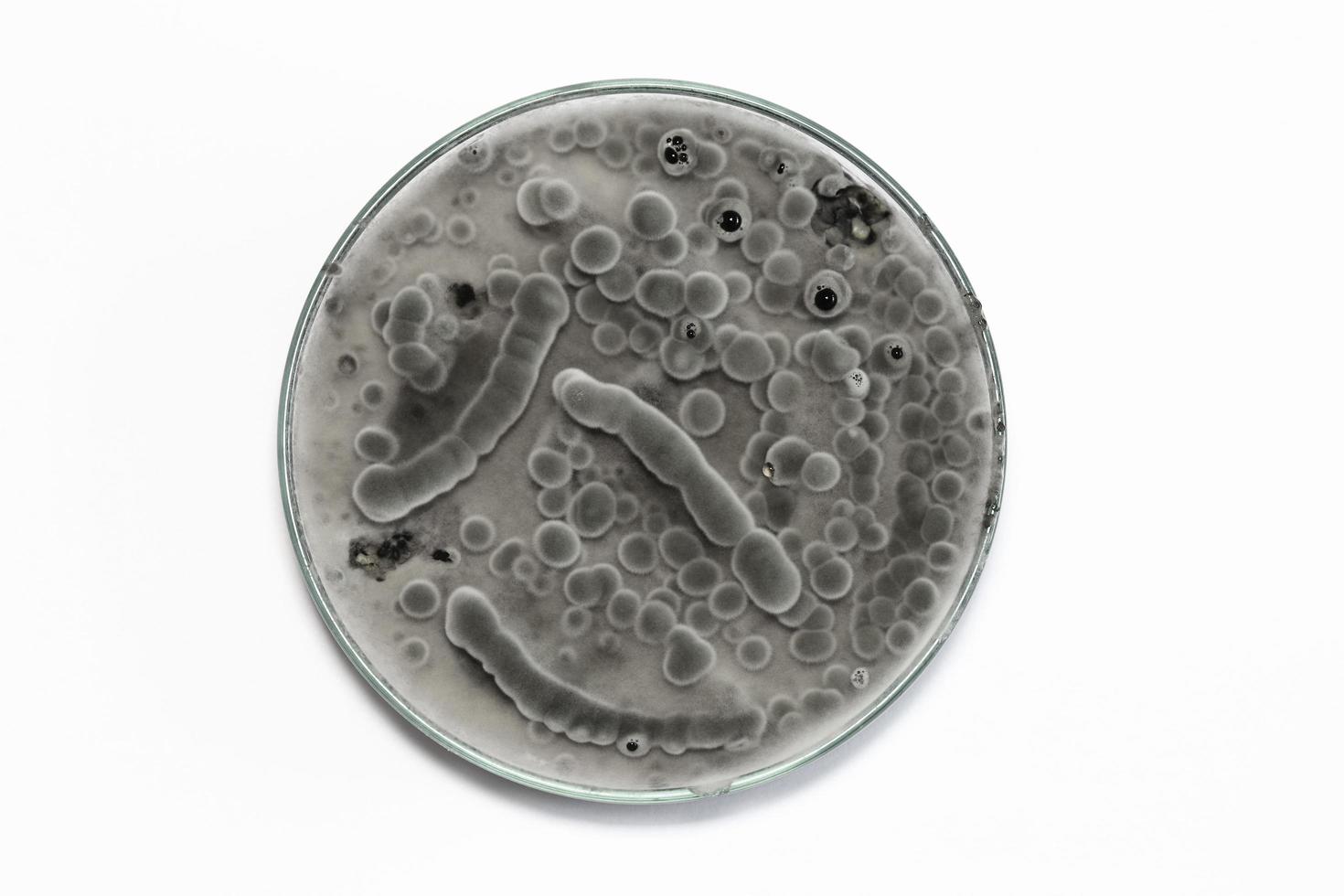 close up of  biochemistry research test fungus growing petri dish in lab. photo