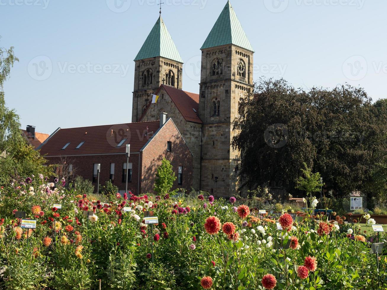 dahlias in a german garden photo