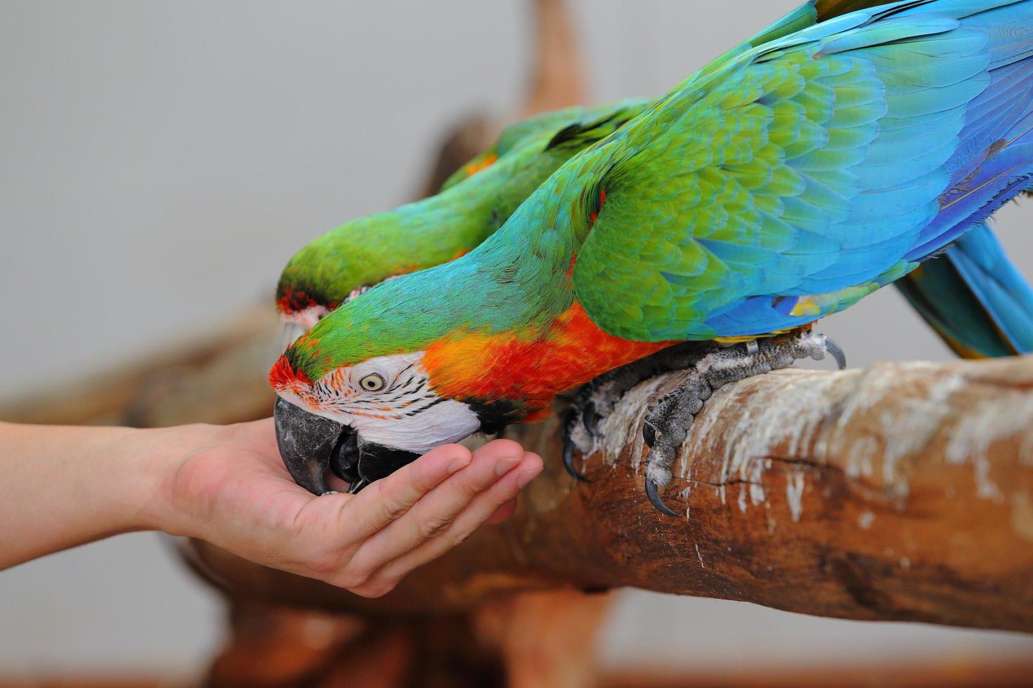 guacamayo hermoso pájaro foto